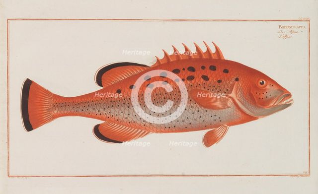 Allgemeine Naturgeschichte der Fische Deutschlands, 1782-1793. Creator: Bloch, Marcus Élieser (1723-1799).