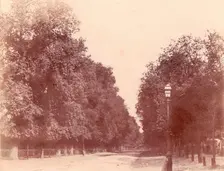 Allée bordée d'arbres, 1850-53. Creator: Charles Marville