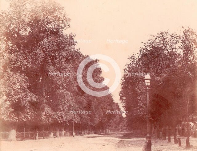 Allée bordée d'arbres, 1850-53. Creator: Charles Marville.