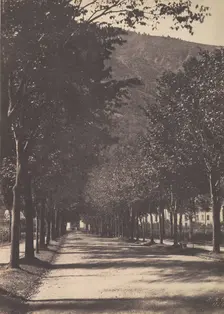 Allée of Trees, Pau, 1854. Creator: William Henri Gebhard