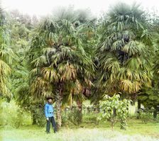 Alley of Chamaerops excelsus [windmill palm], between 1905 and 1915. Creator: Sergey Mikhaylovich Prokudin-Gorsky