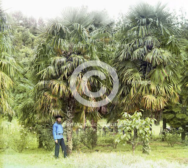Alley of Chamaerops excelsus [windmill palm], between 1905 and 1915. Creator: Sergey Mikhaylovich Prokudin-Gorsky.