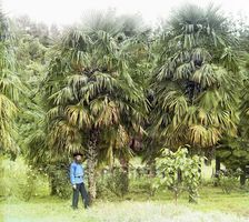 Alley of Chamaerops excelsus [windmill palm], between 1905 and 1915. Creator: Sergey Mikhaylovich Prokudin-Gorsky