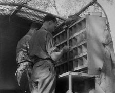 Allied Soldiers Letters Being Sorted, 1943-1944. Creator: British Pathe Ltd