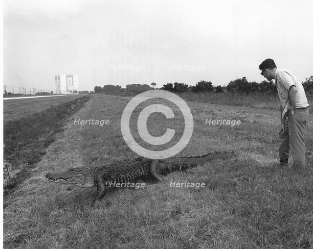 Alligator at Kennedy Space Center, 1969. Creator: Unknown.