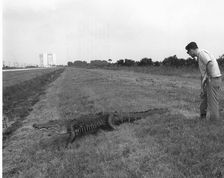 Alligator at Kennedy Space Center, 1969. Creator: Unknown
