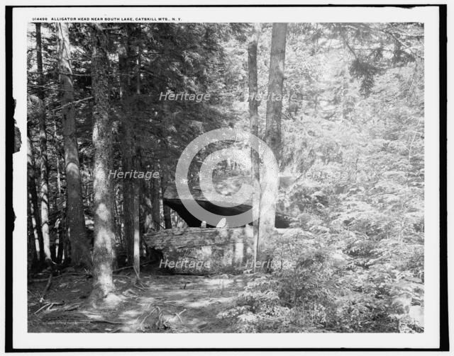 Alligator Head near South Lake, Catskill Mts., N.Y., c1902. Creator: Unknown.