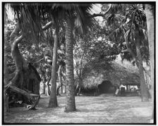 Alligator Joe's bungalow in the jungle, Palm Beach, Fla., c1904. Creator: Unknown