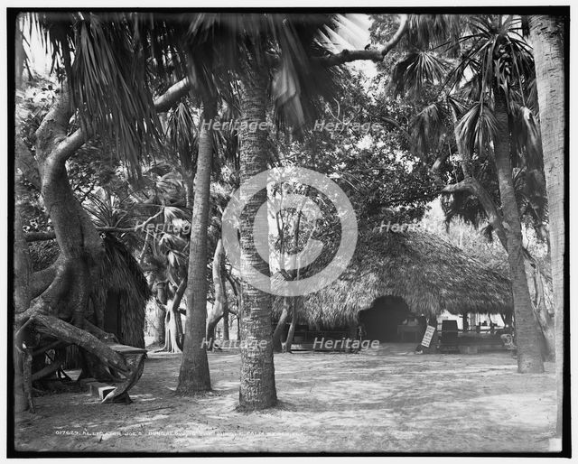 Alligator Joe's bungalow in the jungle, Palm Beach, Fla., c1904. Creator: Unknown.