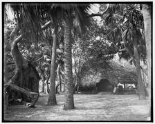 Alligator Joe's bungalow in the jungle, Palm Beach, Fla., c1904. Creator: Unknown