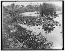 Alligators, Florida, c1901. Creator: Unknown