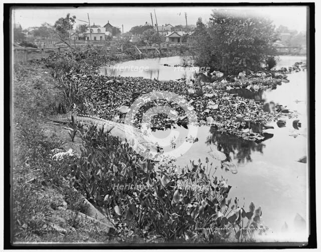 Alligators, Florida, c1901. Creator: Unknown.