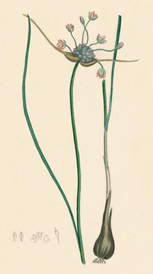 Allium oleraceum, var. genuinum. Field Garlic, var. a 19th Century