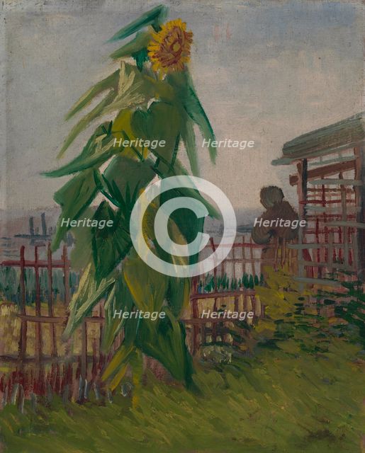 Allotment with Sunflower, 1887. Creator: Gogh, Vincent, van (1853-1890).
