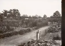 Allotments, Haxby Road, York, Yorkshire,1900