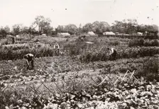 Allotments, Haxby Road, York, Yorkshire, 1910