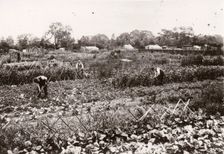 Allotments, Haxby Road, York, Yorkshire, 1910