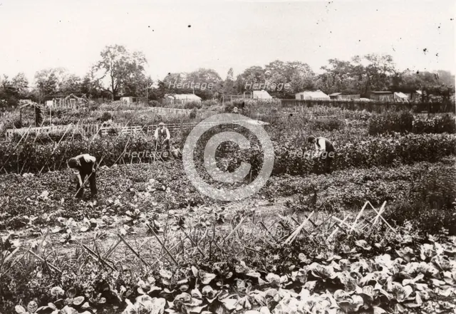 Allotments, Haxby Road, York, Yorkshire, 1910. Artist: Unknown