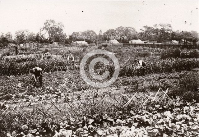 Allotments, Haxby Road, York, Yorkshire, 1910. Artist: Unknown