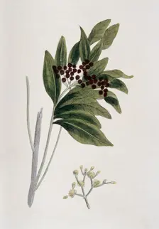 Allspice, 1823. Creator: Unknown