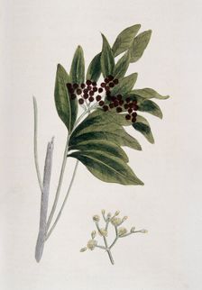 Allspice, 1823. Creator: Unknown