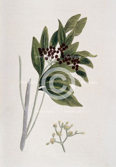 Allspice, 1823. Creator: Unknown.