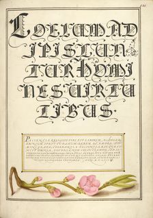 Almond in Flower; Mira calligraphiae monumenta, 1561-1562; illumination added 1591-1596. Creator: Joris Hoefnagel