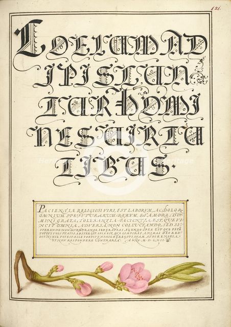 Almond in Flower; Mira calligraphiae monumenta, 1561-1562; illumination added 1591-1596. Creator: Joris Hoefnagel.