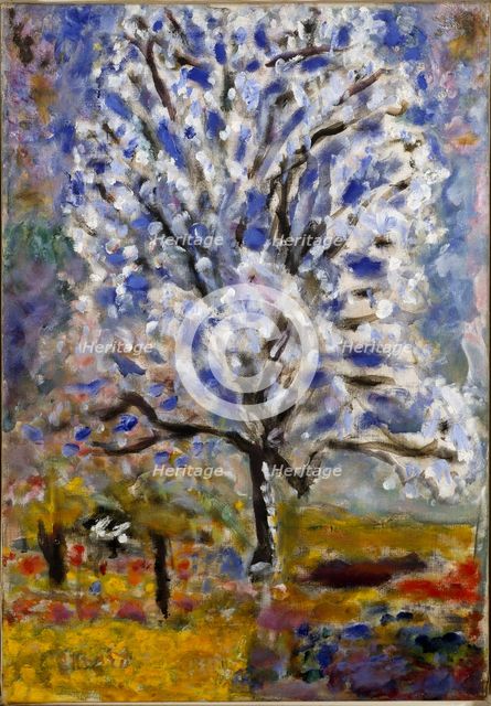 Almond tree blossoms, ca 1947.