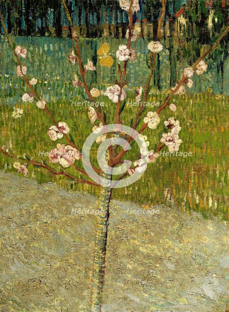 Almond tree in blossom, 1888. Artist: Gogh, Vincent, van (1853-1890)