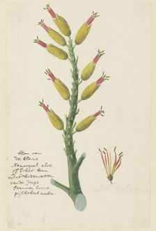 Aloe dichotoma Masson (Quiver tree or Kokerboom), 1777-1786. Creator: Robert Jacob Gordon