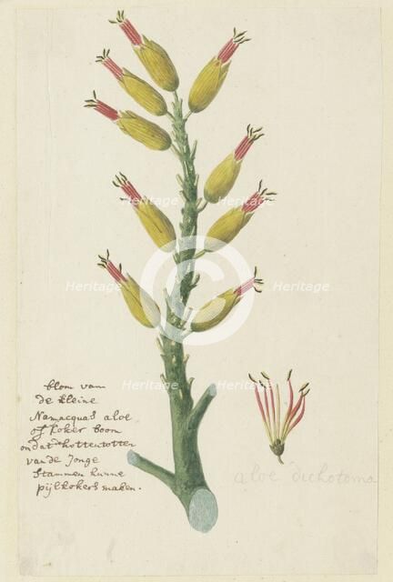 Aloe dichotoma Masson (Quiver tree or Kokerboom), 1777-1786. Creator: Robert Jacob Gordon.