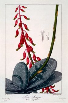 Aloe lingua, pub. 1836. Creator: Panacre Bessa (1772-1846)