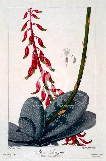 Aloe lingua, pub. 1836. Creator: Panacre Bessa (1772-1846).