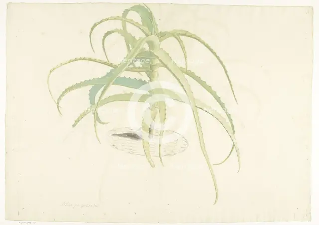 Aloe perfoliata, 1619-1685. Creator: Herman Saftleven the Younger.