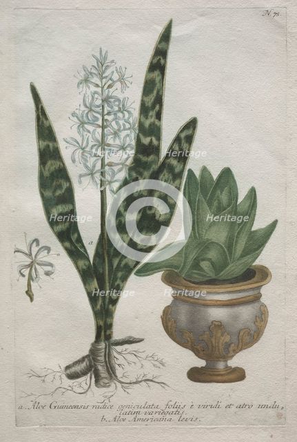 Aloes. Creator: Bartholomaus Seutter (German, 1678-1754); Johann Jakob Haid (German, 1704-1767).