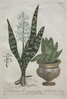 Aloes. Creator: Bartholomaus Seutter (German, 1678-1754); Johann Jakob Haid (German, 1704-1767)