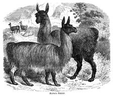Alpaca Sheep c1880.Artist: JC