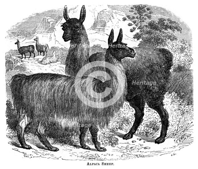 'Alpaca Sheep', c1880.Artist: JC