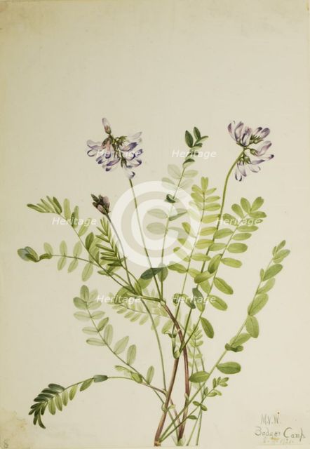 Alpine Milkvetch (Astragalus alpinus), 1921. Creator: Mary Vaux Walcott.