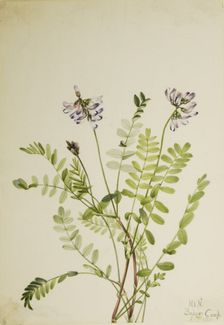 Alpine Milkvetch (Astragalus alpinus), 1921. Creator: Mary Vaux Walcott