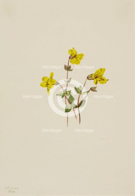 Alpine Monkey Flower (Mimulus caespitosus), 1904. Creator: Mary Vaux Walcott.
