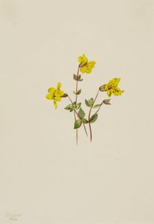 Alpine Monkey Flower (Mimulus caespitosus), 1904. Creator: Mary Vaux Walcott