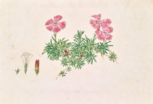 Alpine carnation (Dianthus alpinus), undated. (c1850s) Creator: Leopold von Stoll