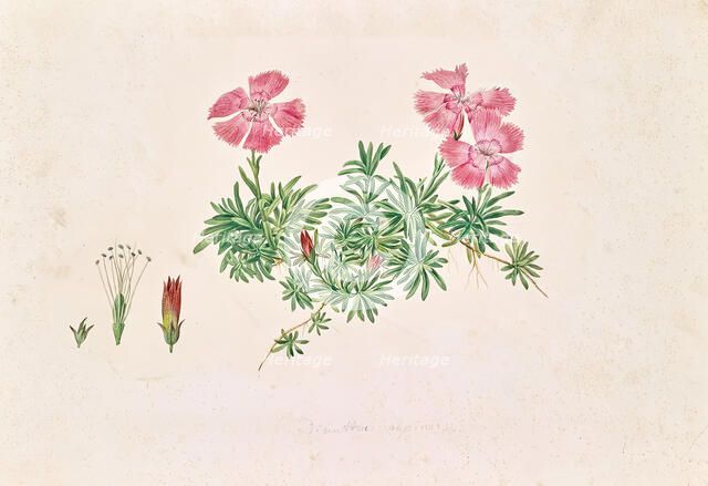 Alpine carnation (Dianthus alpinus), undated. (c1850s) Creator: Leopold von Stoll.