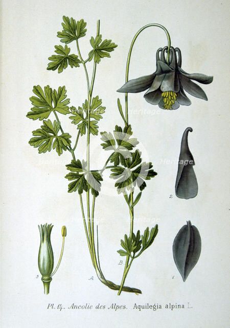 Alpine columbine, 1893. Artist: Unknown