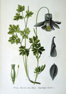 Alpine columbine, 1893
