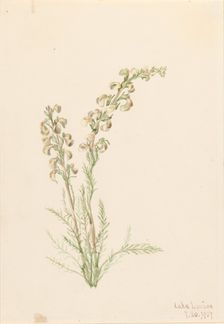 Alpine Fernlife (Pedicularis contorta), 1907. Creator: Mary Vaux Walcott