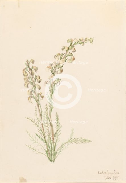 Alpine Fernlife (Pedicularis contorta), 1907. Creator: Mary Vaux Walcott.