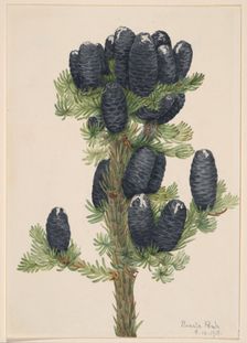 Alpine Fir (Abies lasiocarpa), 1918. Creator: Mary Vaux Walcott